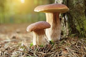 foto-micologia